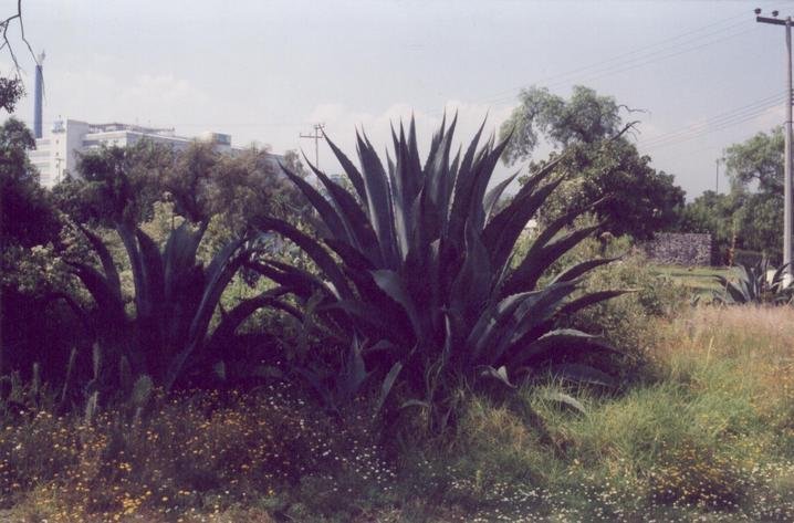 mx_10.jpg