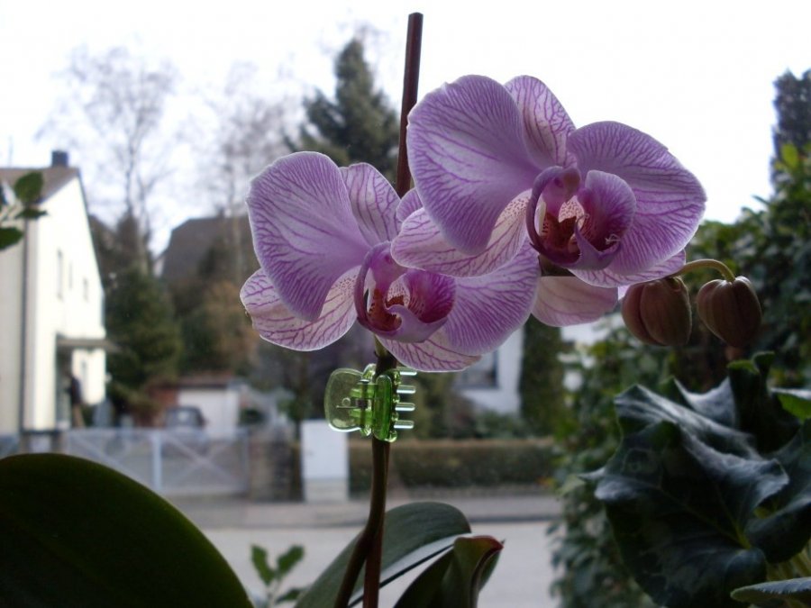 orchid2.jpg