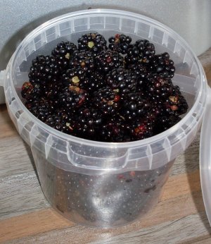 Brombeeren