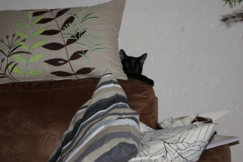 Lilly im Versteck