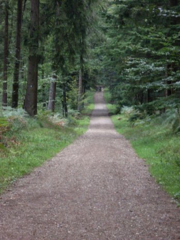 Waldweg