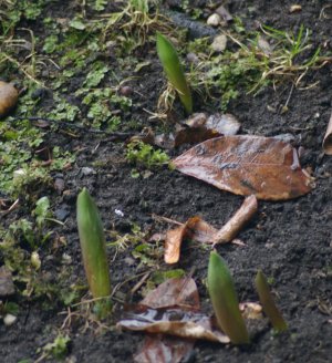 Tulpen